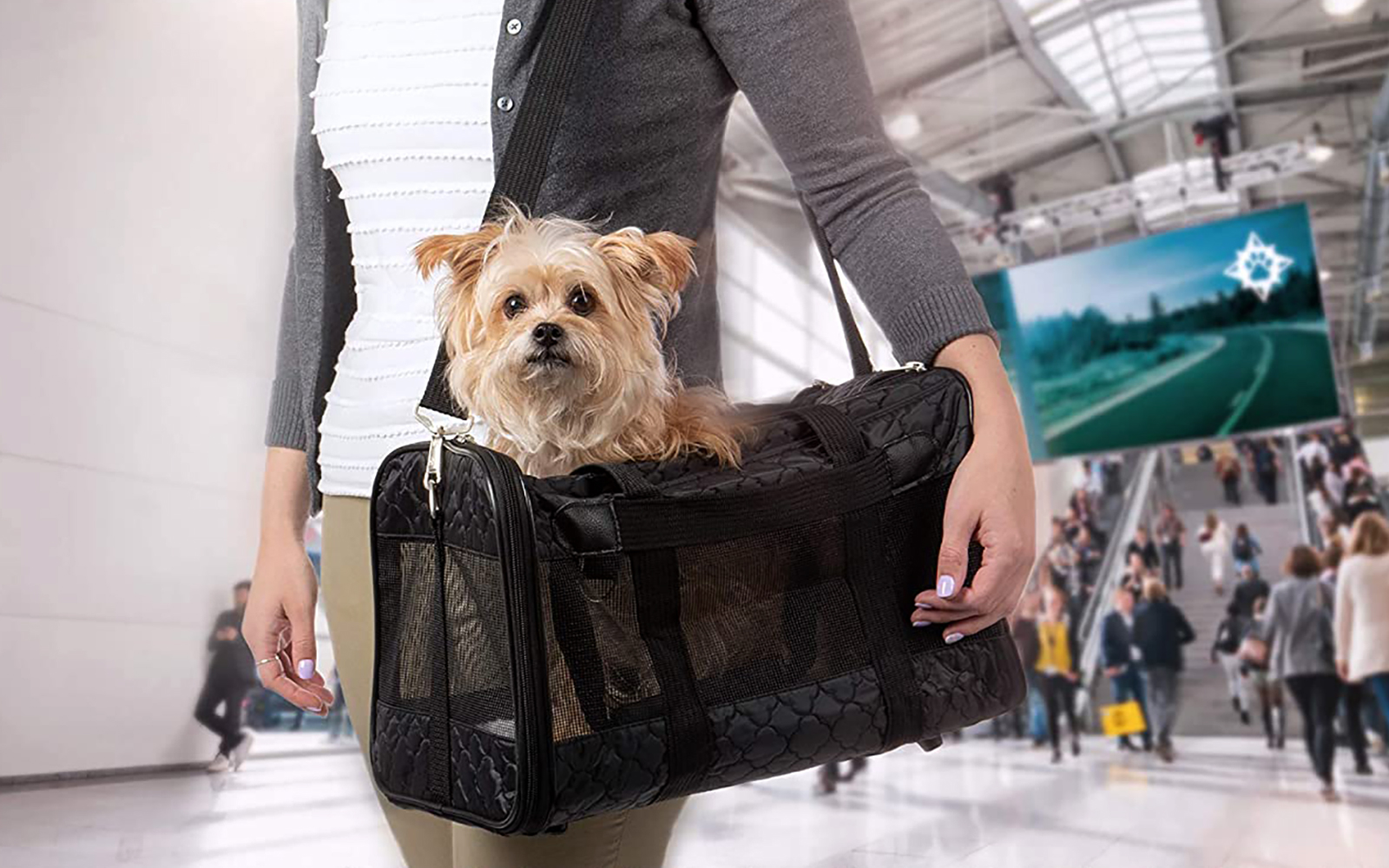 How to Get Dogs Used to Dog Carriers - Like Success