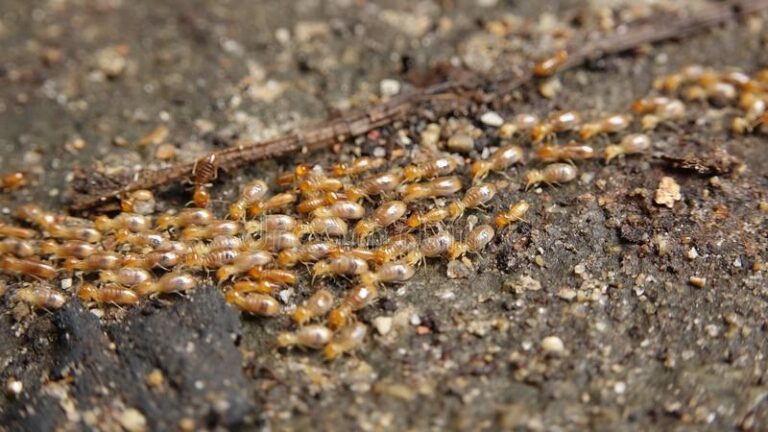 Ignoring Termites vs. Overreacting