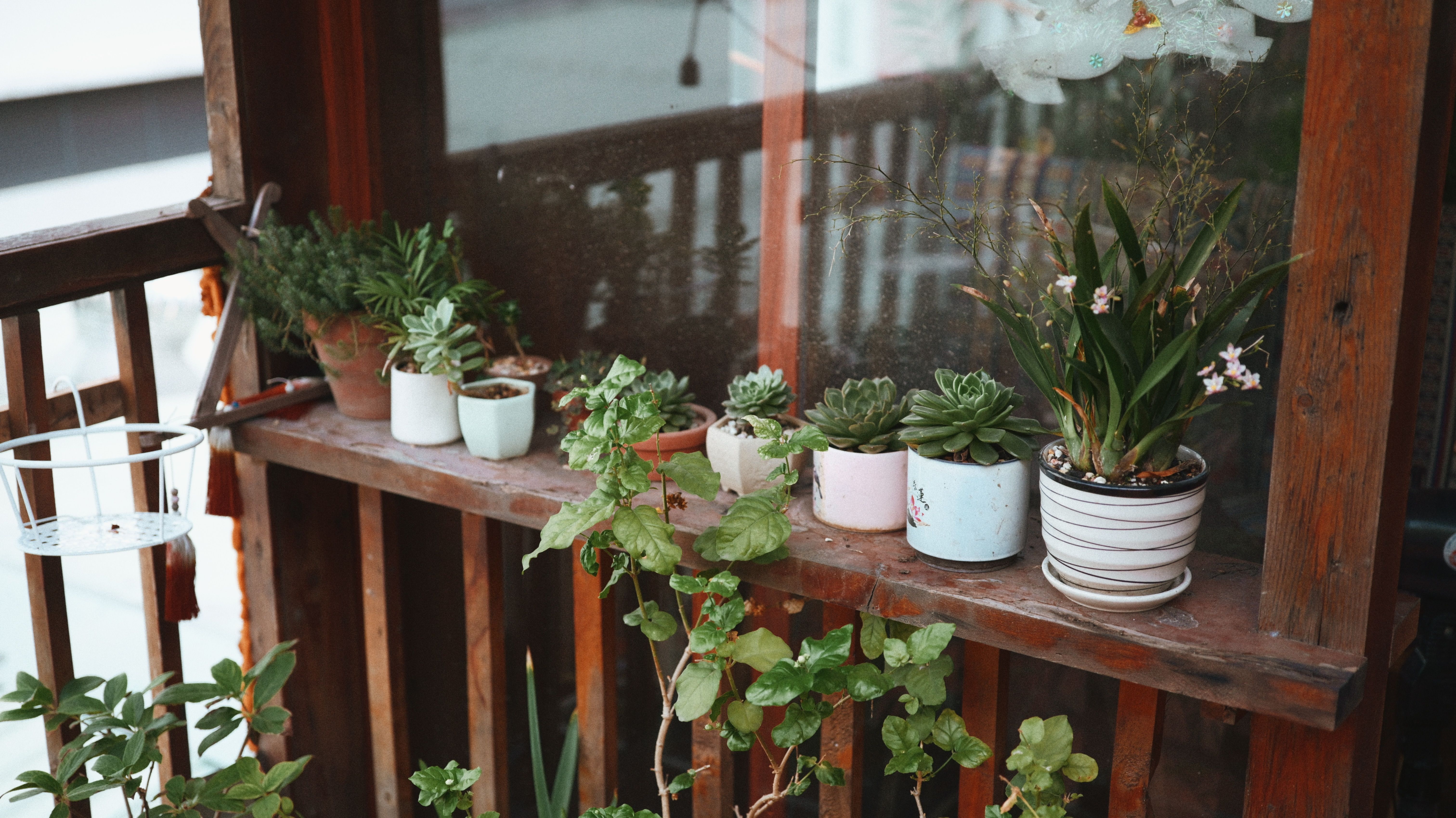 Small balcony filled with potted succulents and plants, showing how greenery can improve a compact outdoor space.